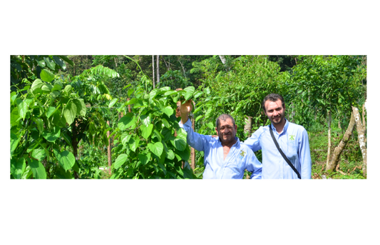 Exploring the Potential of Sacha Inchi in Casanare, Colombia