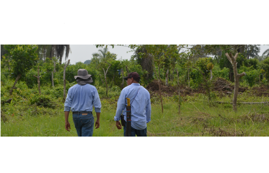 A Conversation with Elias: Sacha Inchi Farming Insights