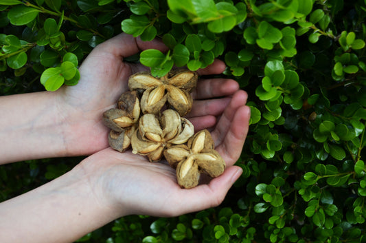 Exploring the Benefits of Sacha Inchi for a Healthy Lifestyle